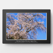 Matabei-Zakura: ijsboom Fotoplaat (voorkant)