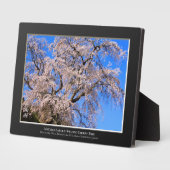 Matabei-Zakura: ijsboom Fotoplaat (Zijkant)