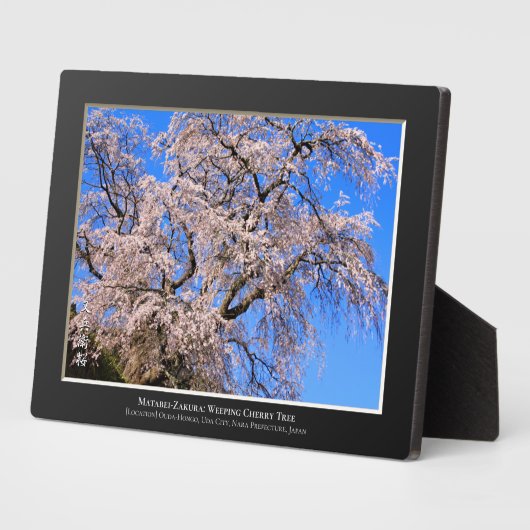 Matabei-Zakura: ijsboom Fotoplaat (Zijkant)