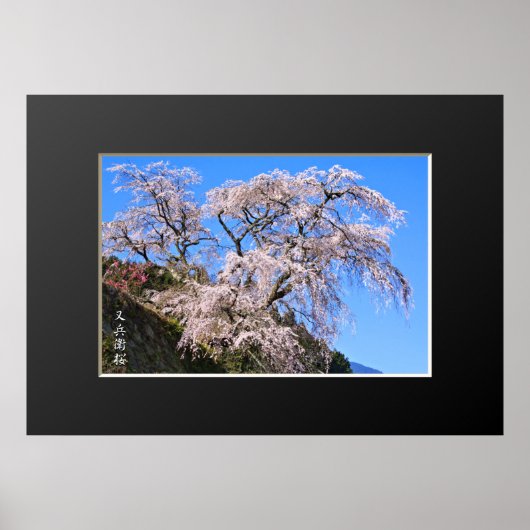 Matabei-Zakura: ijsboom Poster (Voorkant)