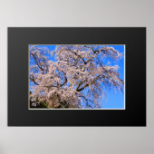 Matabei-Zakura: ijsboom Poster (Voorkant)