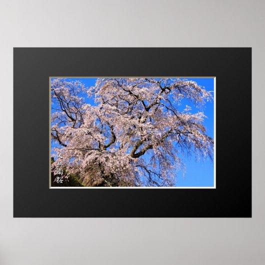 Matabei-Zakura: ijsboom Poster (Voorkant)