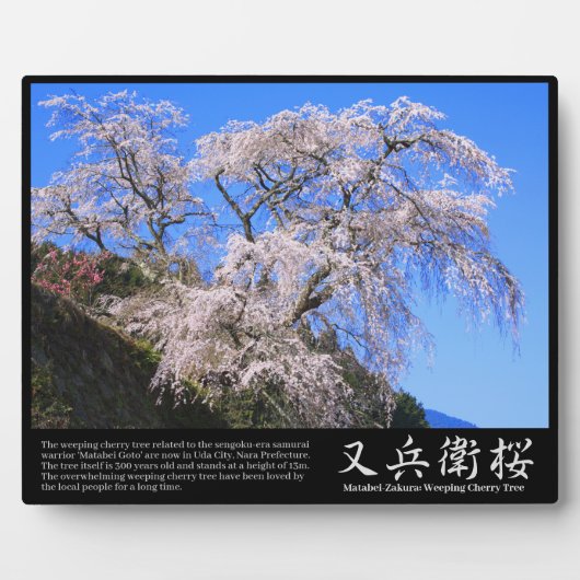 Matabei-Zakura treurkers [Fotoplaque] Fotoplaat (Voorkant)