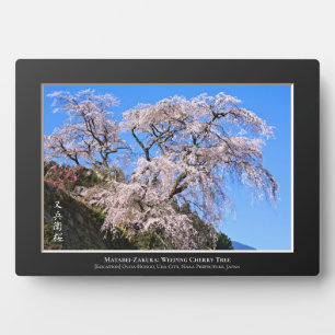 Matabei-Zakura: Treurwilg Kersenboom Fotoplaat