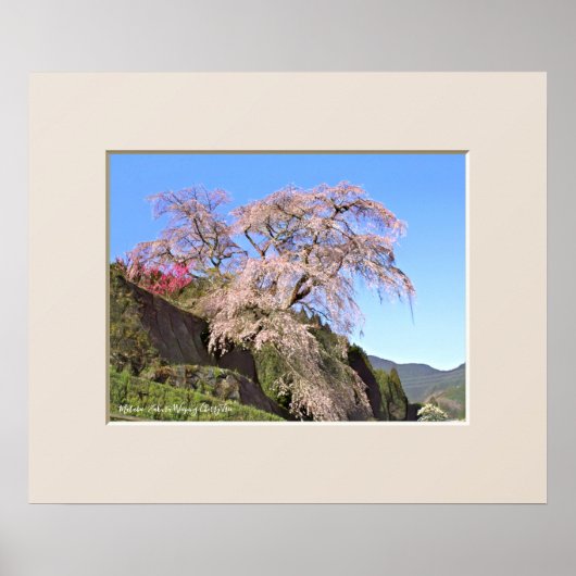 Matabei-Zakura Treurwilg Kersenboom Poster (Voorkant)