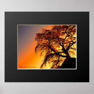 Matabei-Zakura: Treurwilg Kersenboom Poster
