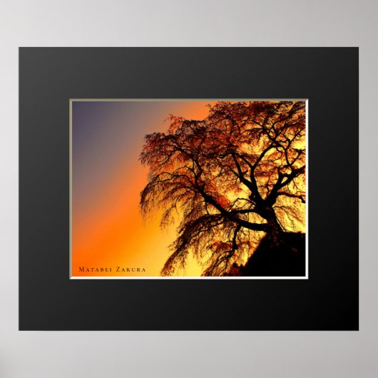 Matabei-Zakura: Treurwilg Kersenboom Poster (Voorkant)