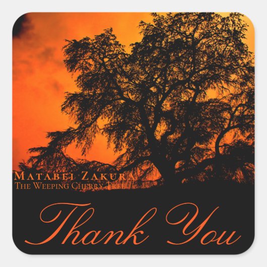 Matabei-Zakura: Weeping Cherry Tree スクエアシール Vierkante Sticker (Voorkant)