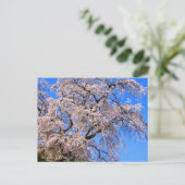 Matabei-Zakura: Weeping Cherry Tree Briefkaart (Staand voorkant)