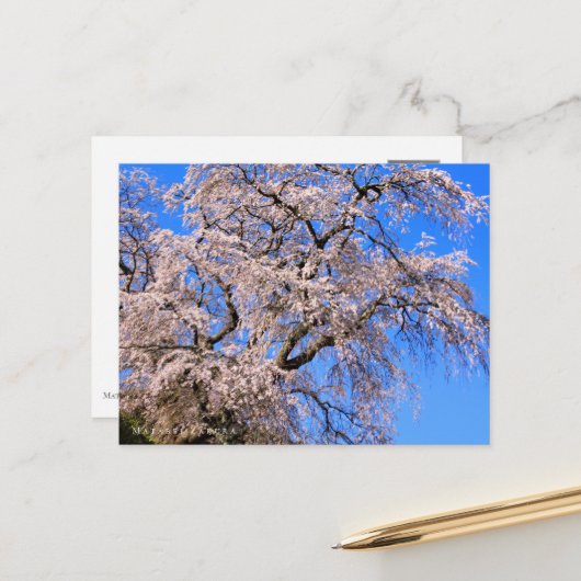 Matabei-Zakura: Weeping Cherry Tree Briefkaart (Voorkant / Achterkant in situ)