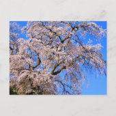 Matabei-Zakura: Weeping Cherry Tree Briefkaart (Voorkant)