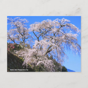 Matabei-Zakura Weeping Cherry Tree (Briefkaart) Briefkaart