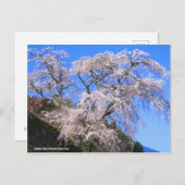 Matabei-Zakura Weeping Cherry Tree (Briefkaart) Briefkaart (Voorkant / Achterkant)