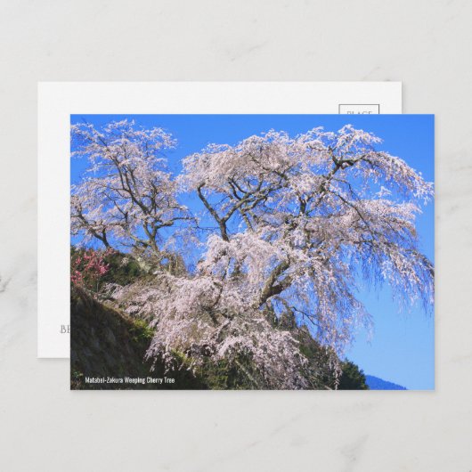 Matabei-Zakura Weeping Cherry Tree (Briefkaart) Briefkaart (Voorkant / Achterkant)