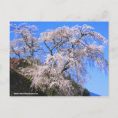 Matabei-Zakura Weeping Cherry Tree (Briefkaart) Briefkaart (Voorkant)