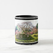 Matabei-Zakura Weeping Cherry Tree Mok (Midden)