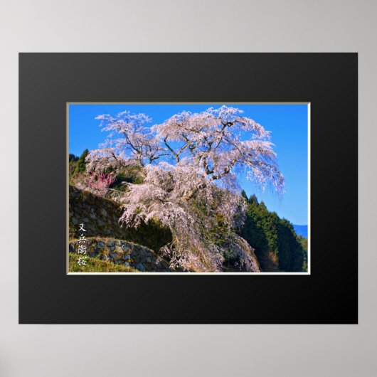 Matabei-Zakura Weeping Cherry Tree Poster (Voorkant)