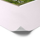 Matabei-Zakura Weeping Cherry Tree Poster (Hoek)