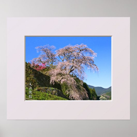 Matabei-Zakura Weeping Cherry Tree Poster (Voorkant)