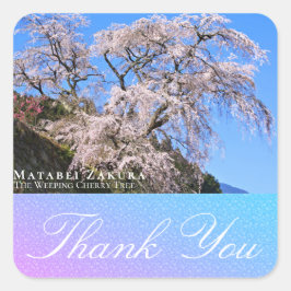 Matabei-Zakura: Weeping Cherry Tree Vierkante Sticker