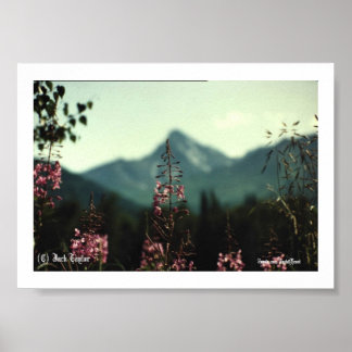 Matanuska Peak en Fireweed #01, (C) Jack Taylo.... Poster