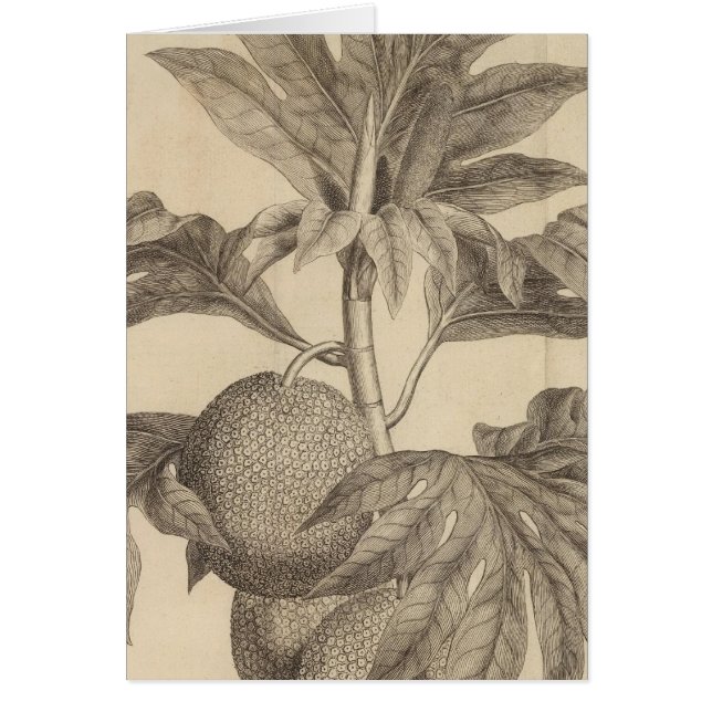 Matavia Bay, Tahiti (Voorkant)