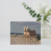 Matched Palominos Briefkaart (Staand voorkant)