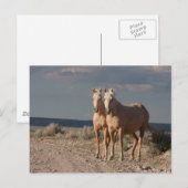 Matched Palominos Briefkaart (Voorkant / Achterkant)