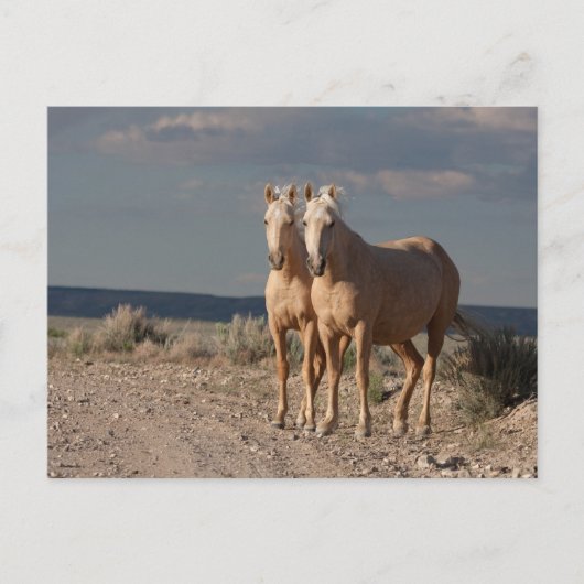 Matched Palominos Briefkaart (Voorkant)