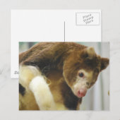 Matchies Tree Kangaroo Briefkaart (Voorkant / Achterkant)