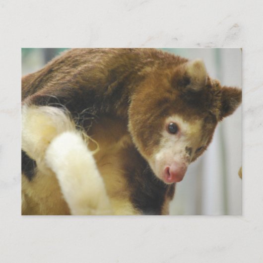 Matchies Tree Kangaroo Briefkaart (Voorkant)