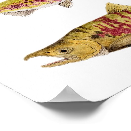 Mated Pair of Chum Salmon Poster (Hoek)