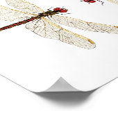 Mated Pair of Variegated Meadowhawks waterverf ar Poster (Hoek)