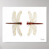 Mated Pair of Variegated Meadowhawks waterverf ar Poster (Voorkant)