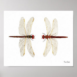 Mated Pair of Variegated Meadowhawks waterverf ar Poster