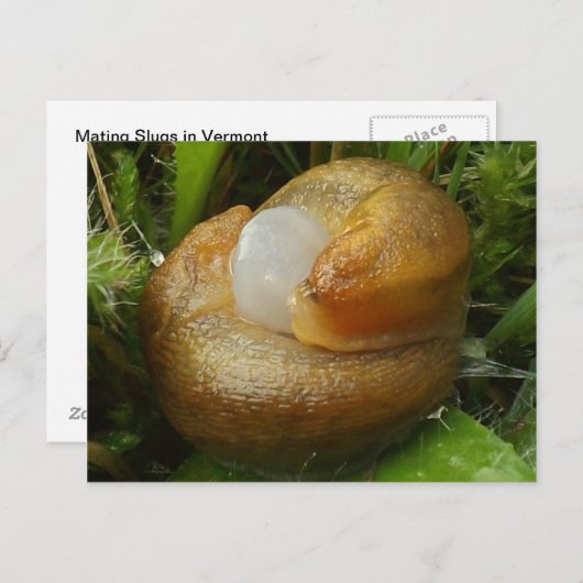 Maten Briefkaart (Voorkant / Achterkant)