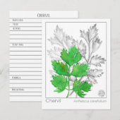 Materia Medica Chervil Herbal Study Kaart (Voorkant / Achterkant)