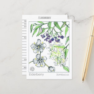 Materia Medica Elderberry Herbal Studie Kaart