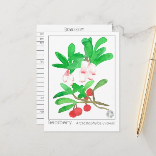 Materia Medica Herbal Study Kaart Bearberry (Voorkant / Achterkant in situ)