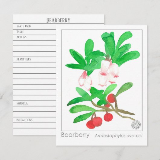 Materia Medica Herbal Study Kaart Bearberry (Voorkant / Achterkant)