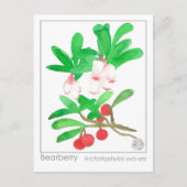 Materia Medica Herbal Study Kaart Bearberry (Voorkant)