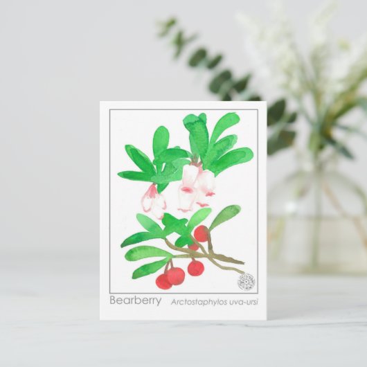 Materia Medica Herbal Study Kaart Bearberry (Staand voorkant)