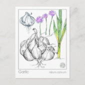 Materia Medica Knoflook Plant Herbal Studie Kaart (Voorkant)