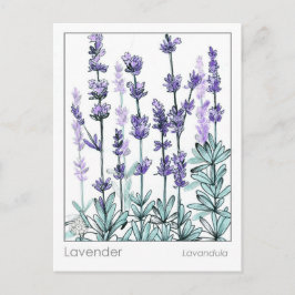 Materia Medica Lavendel Flowers Herbal Study Kaart