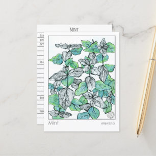 Materia Medica Mint Tea Plant Herbal Studie Kaart