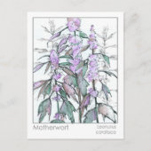 Materia Medica Motherwort Herbal Study Kaart (Voorkant)