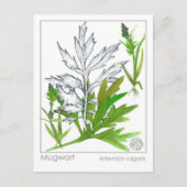 Materia Medica Mugwort Medicinal Herb Study Kaart (Voorkant)