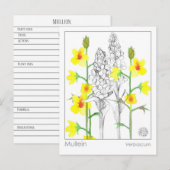 Materia Medica Mullein Medicinal Herb Study Kaart (Voorkant / Achterkant)