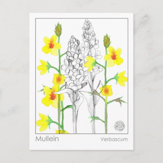 Materia Medica Mullein Medicinal Herb Study Kaart (Voorkant)