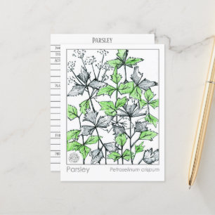 Materia Medica peterselie Spice Herbal Study Kaart